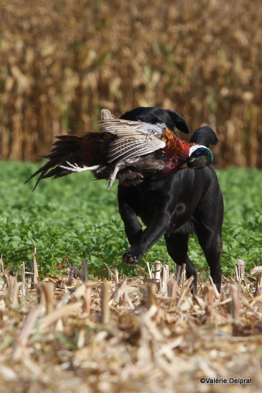 Field Erstein 09 (138).JPG